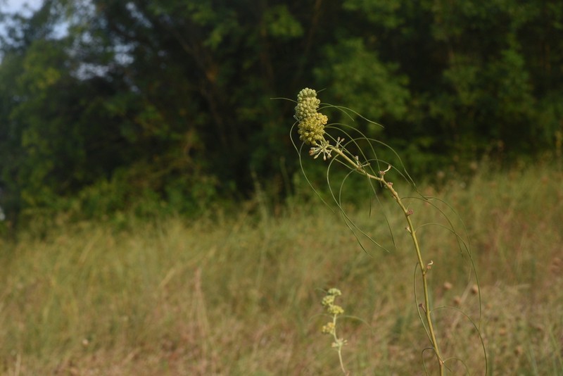 Engelmann's Milkweed