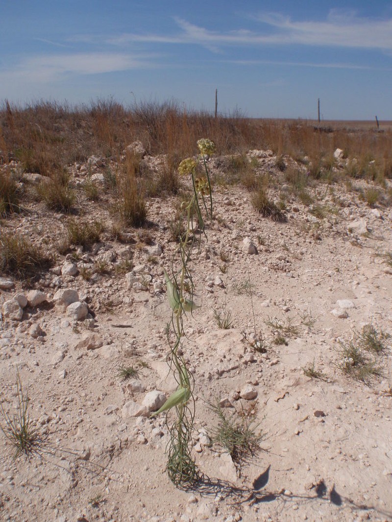 Engelmann's Milkweed photo 2