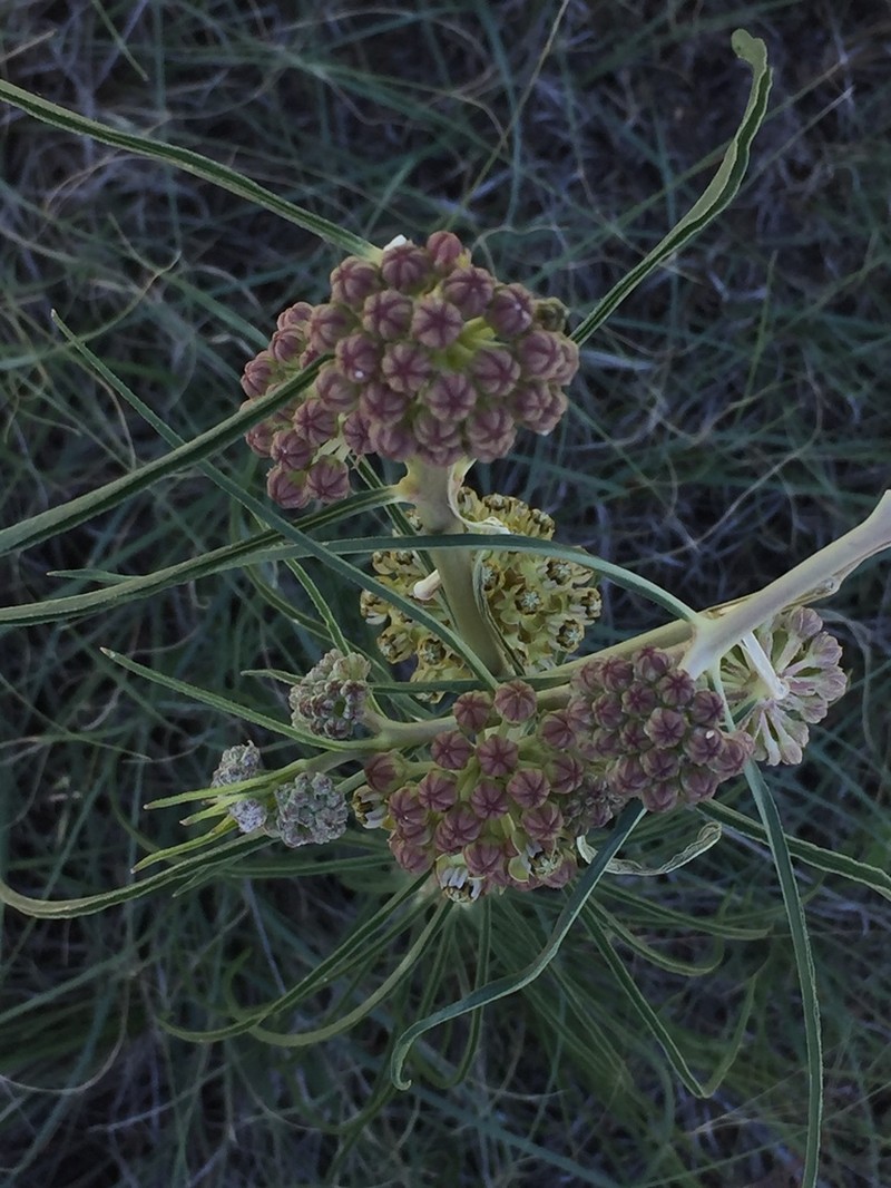 Engelmann's Milkweed photo 3