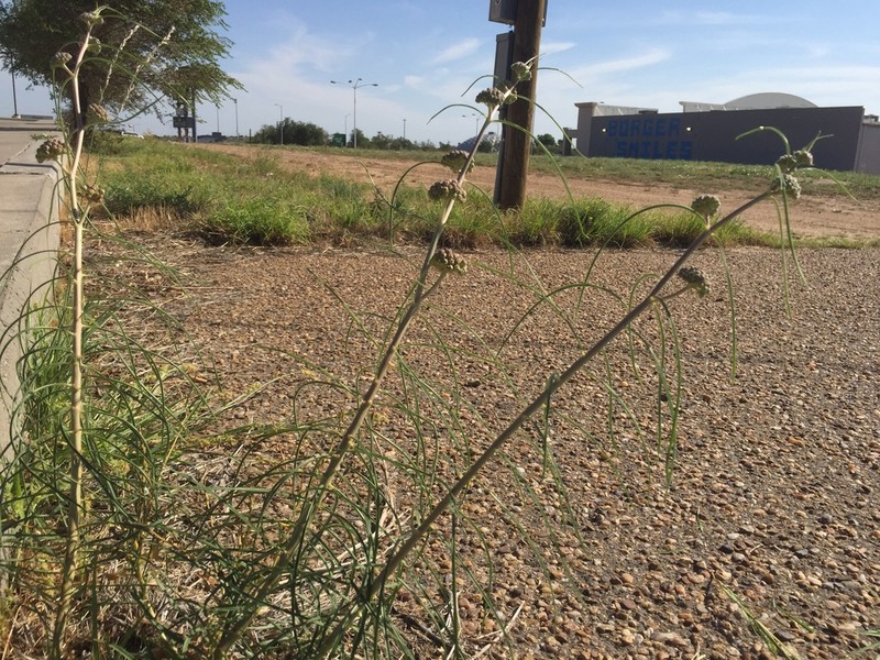 Engelmann's Milkweed photo 4