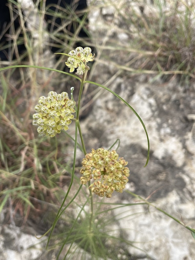 Engelmann's Milkweed photo 5