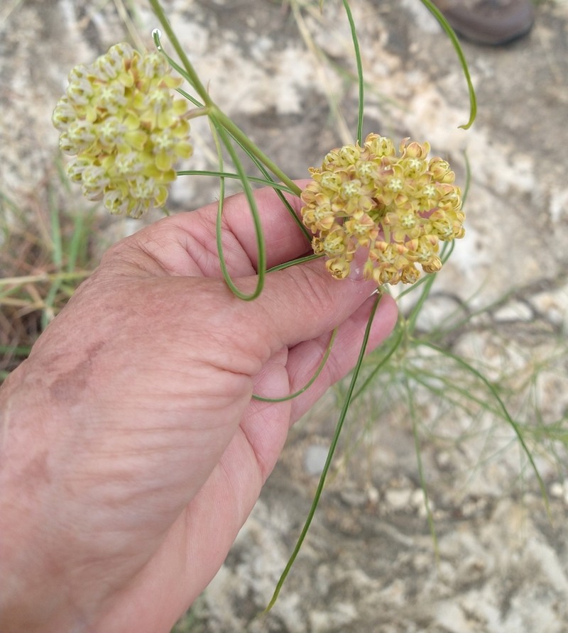 Engelmann's Milkweed photo 6