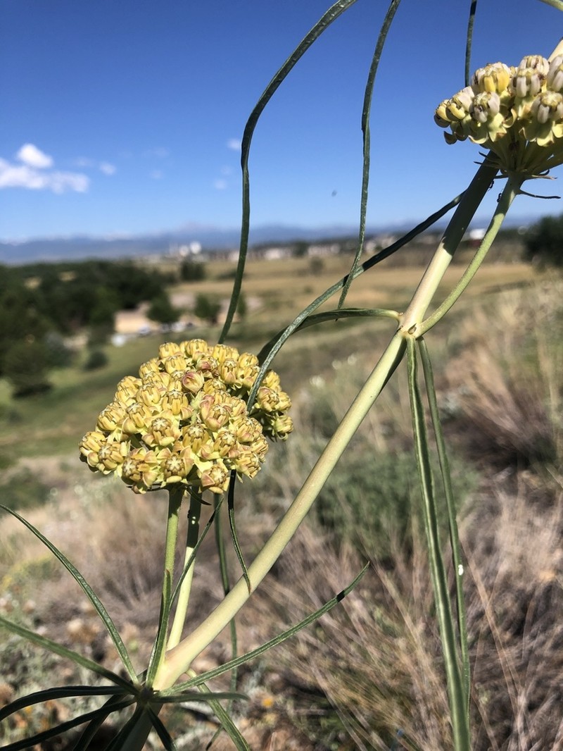 Engelmann's Milkweed photo 8