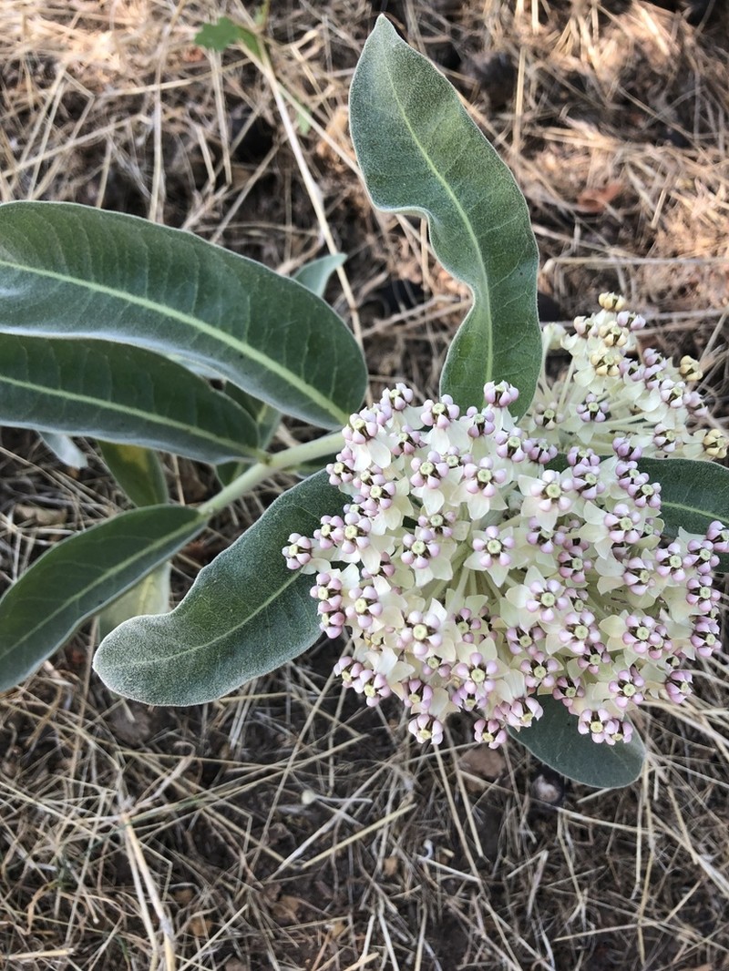 Woollypod Milkweed photo 2