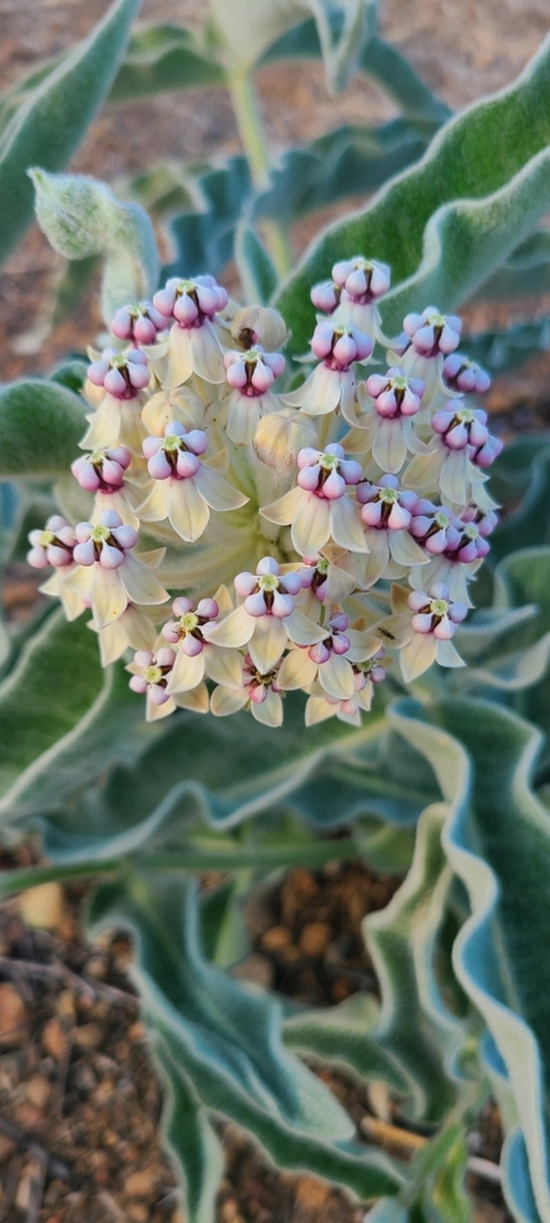 Woollypod Milkweed photo 3