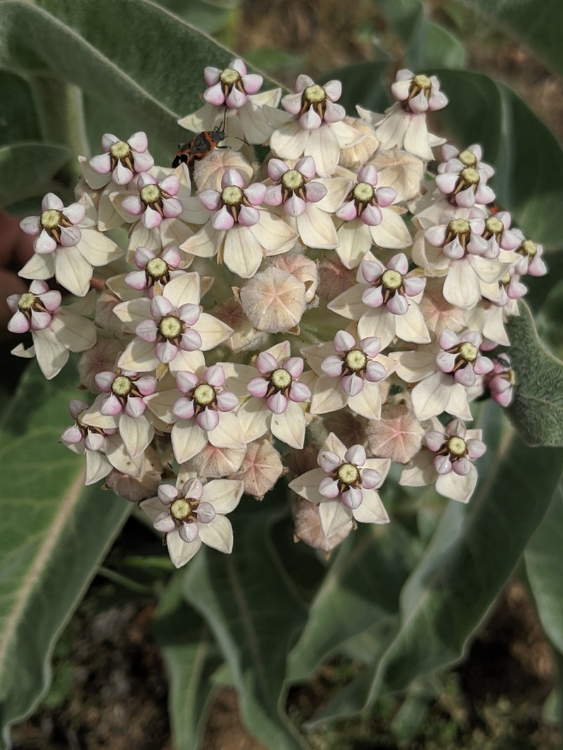 Woollypod Milkweed photo 4