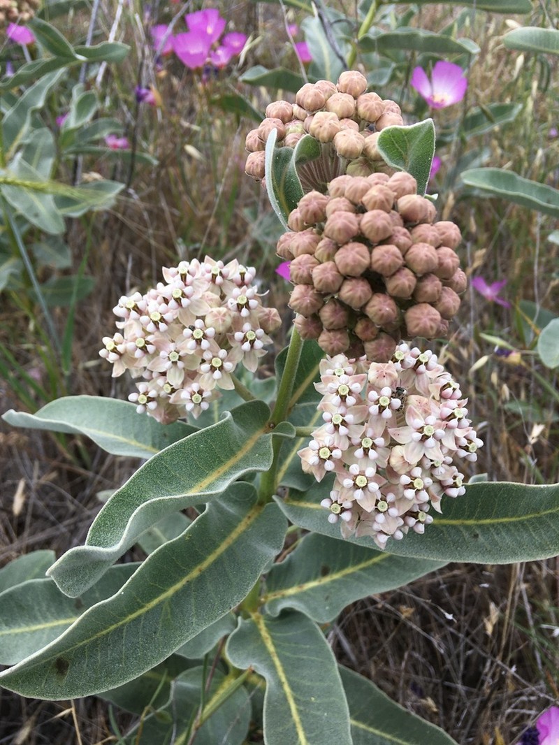 Woollypod Milkweed photo 5