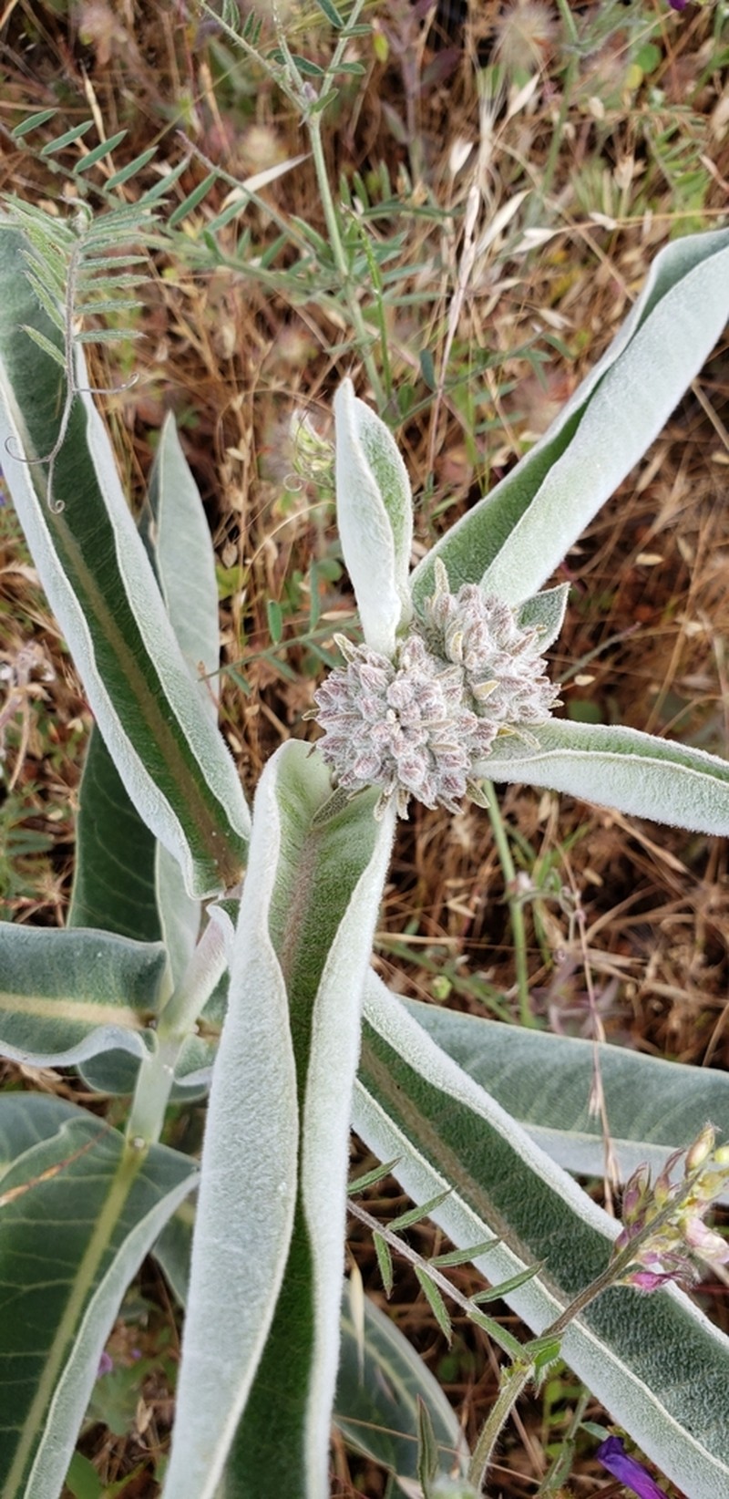 Woollypod Milkweed photo 6