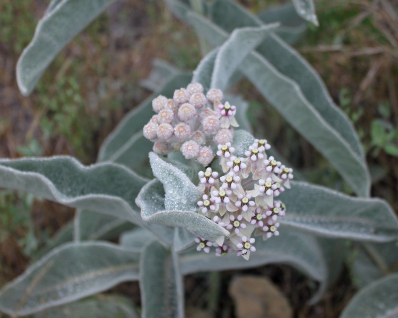 Woollypod Milkweed photo 7