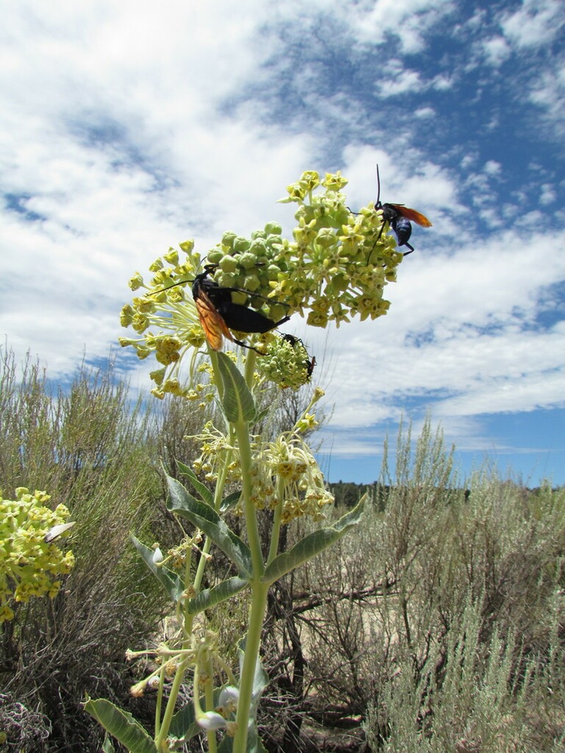 Desert Milkweed photo 2