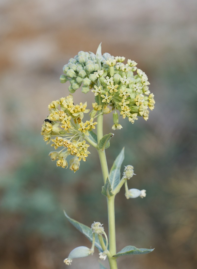 Desert Milkweed photo 3