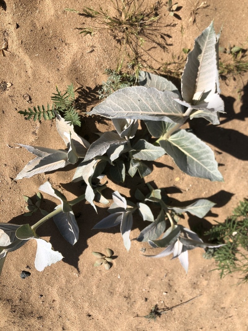 Desert Milkweed photo 4