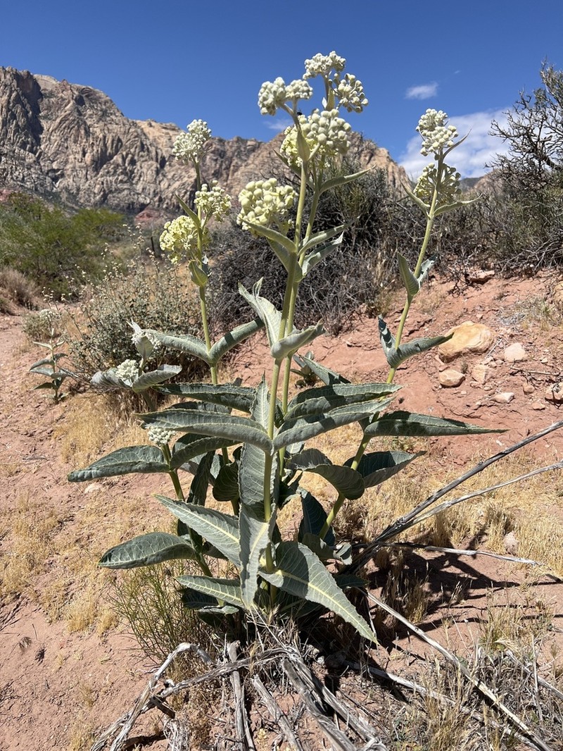 Desert Milkweed photo 5
