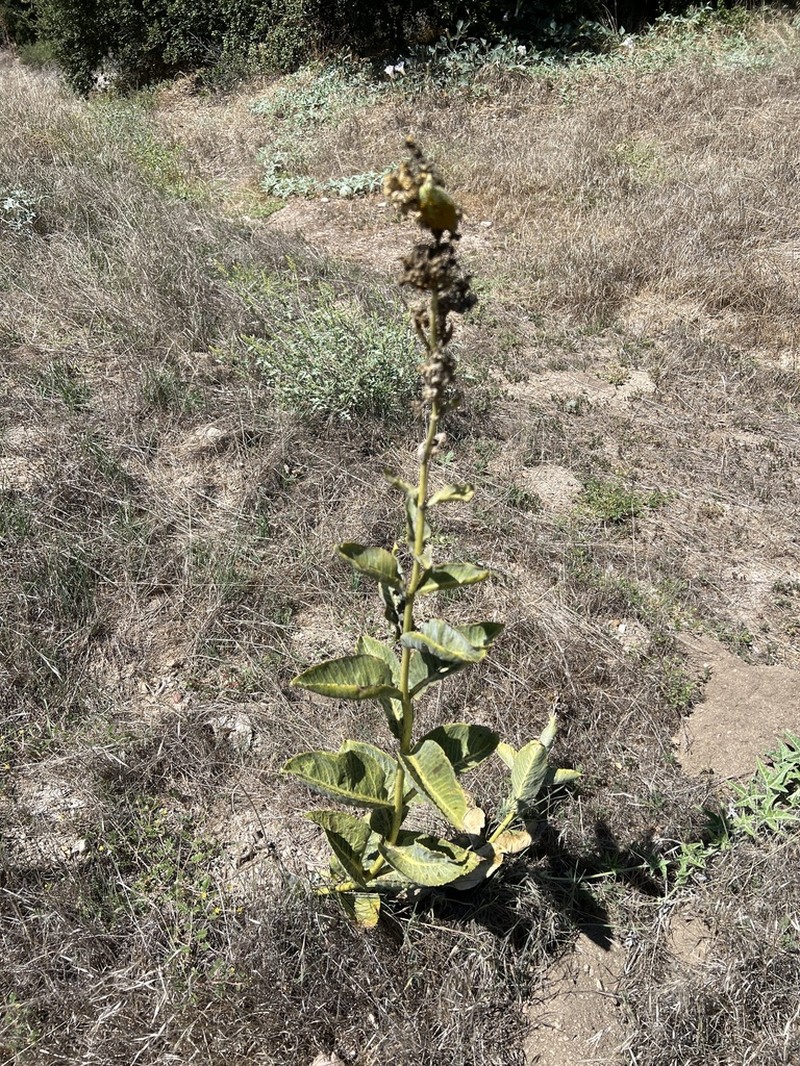 Desert Milkweed photo 6