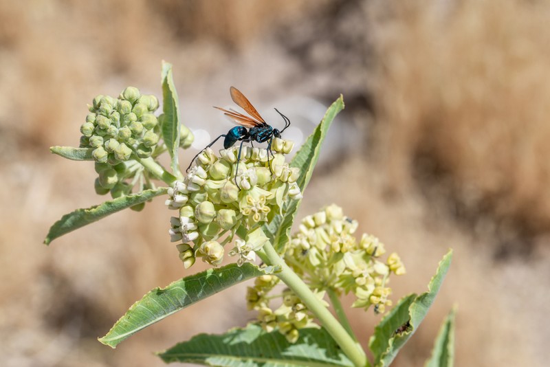 Desert Milkweed photo 7