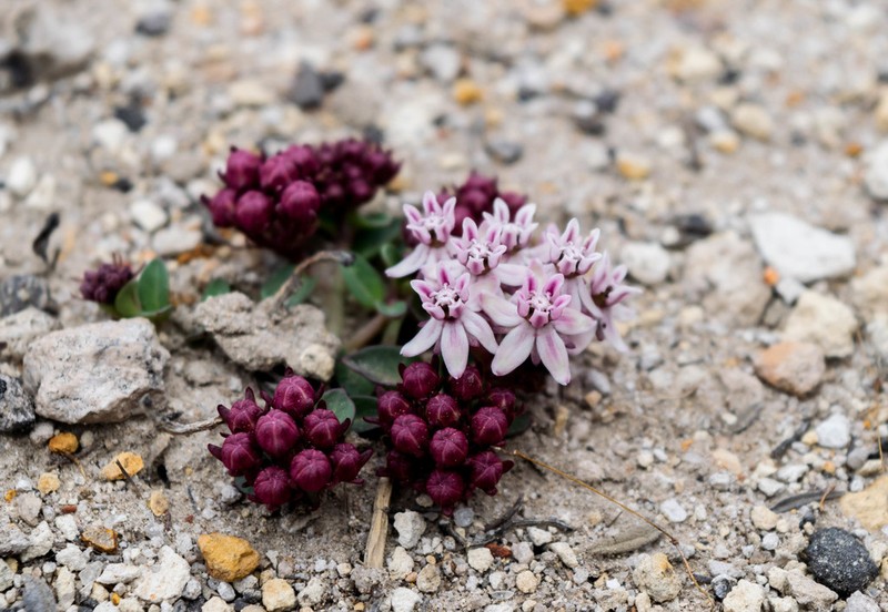 Asclepias euphorbiifolia