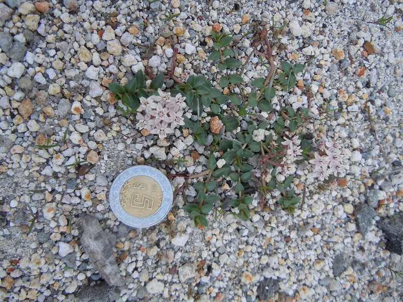 Asclepias euphorbiifolia photo 2