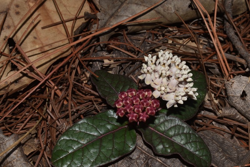 Asclepias euphorbiifolia photo 3