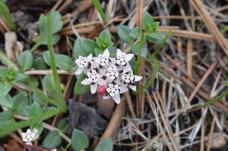 Asclepias euphorbiifolia photo 4