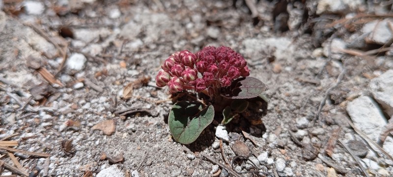 Asclepias euphorbiifolia photo 5
