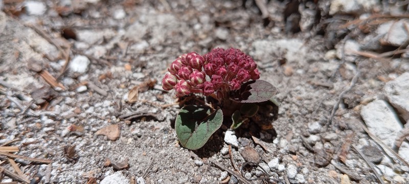 Asclepias euphorbiifolia photo 6