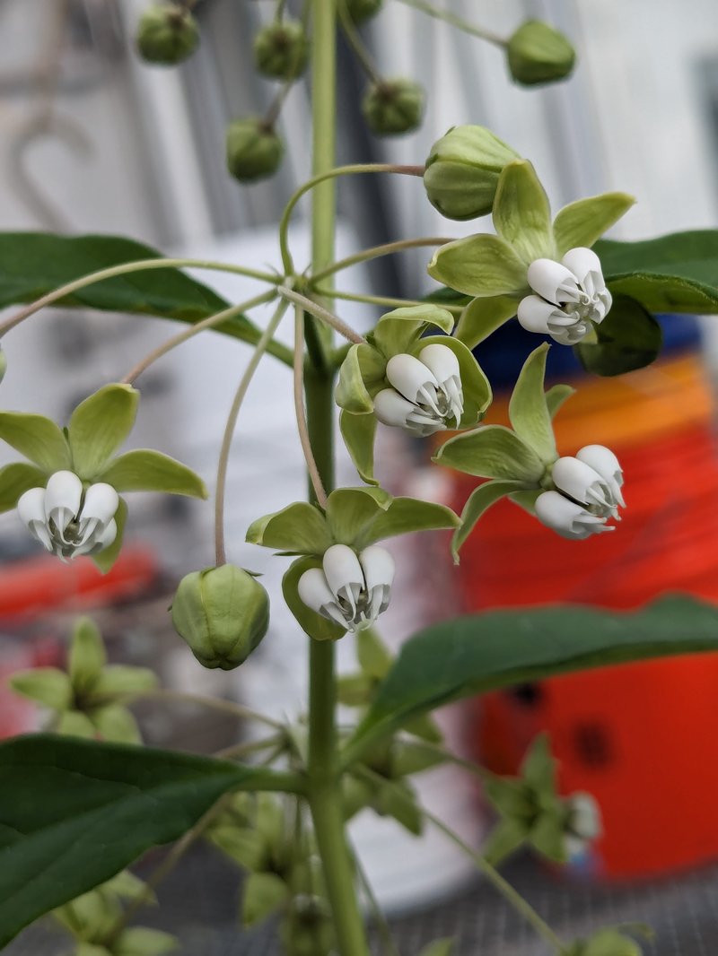 Poke Milkweed photo 2