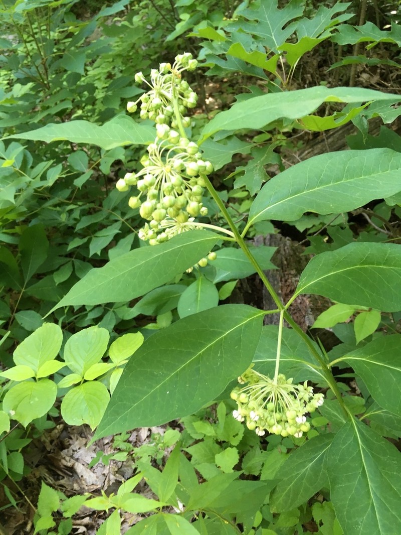 Poke Milkweed photo 3