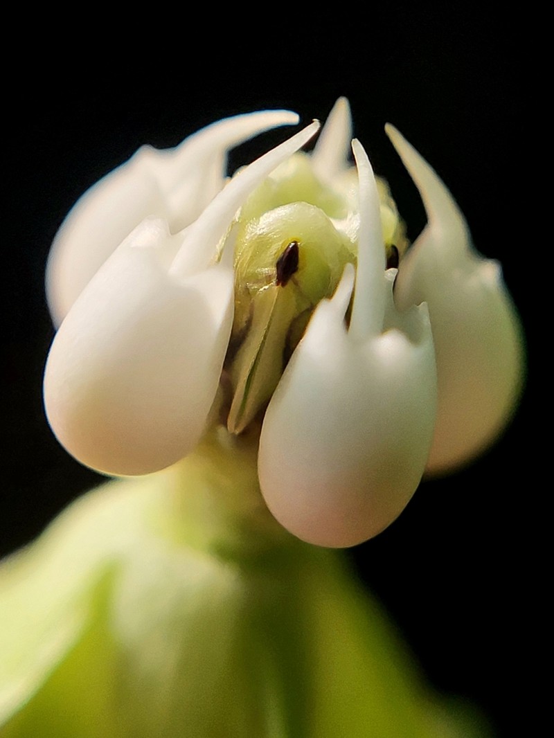 Poke Milkweed photo 4