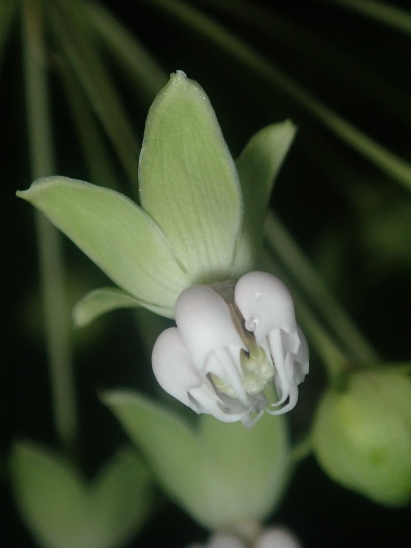 Poke Milkweed photo 5