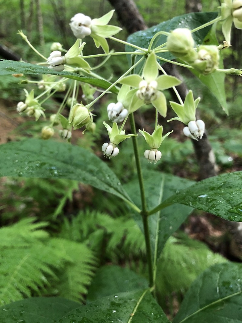 Poke Milkweed photo 7