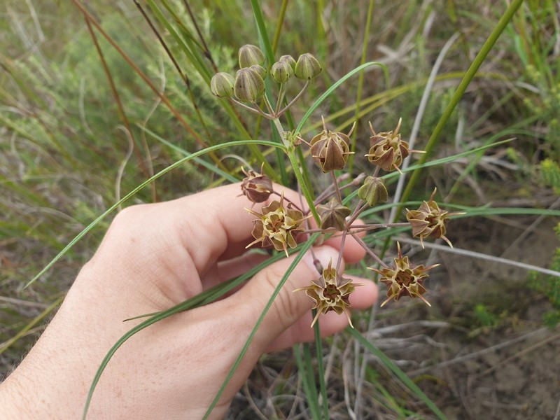 Asclepias expansa