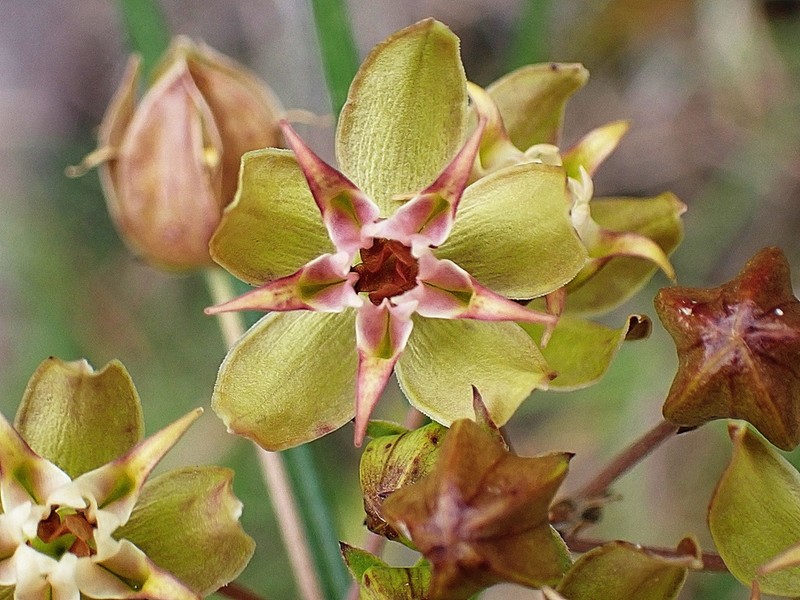 Asclepias expansa photo 2