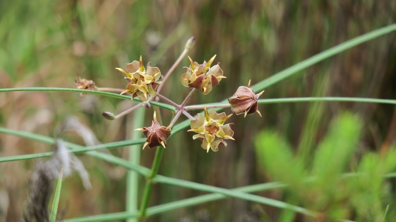 Asclepias expansa photo 3