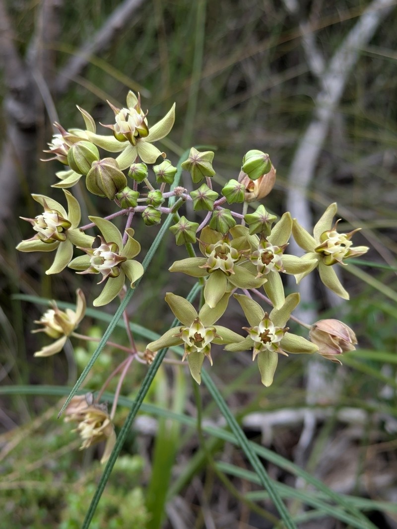 Asclepias expansa photo 4