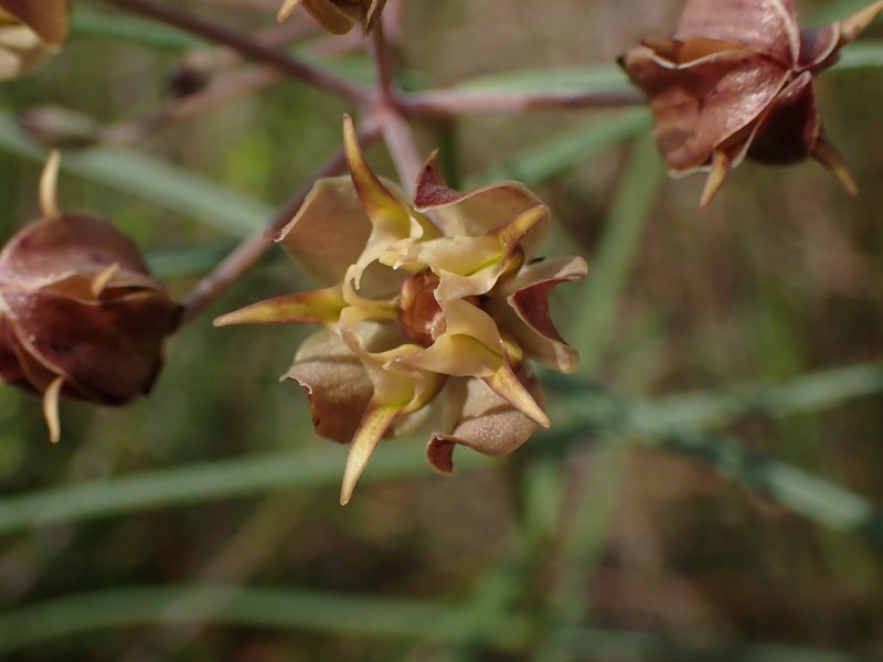 Asclepias expansa photo 5