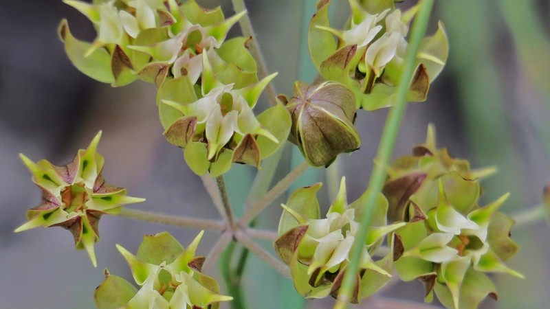 Asclepias expansa photo 7