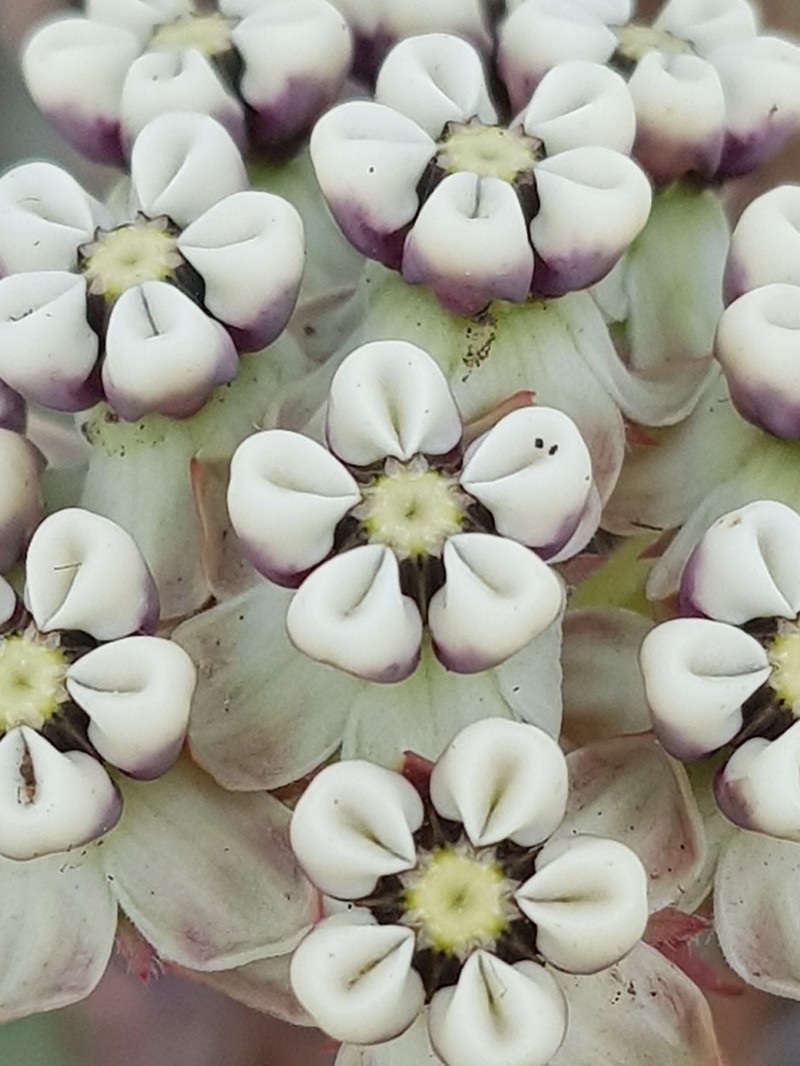 Asclepias fallax photo 2