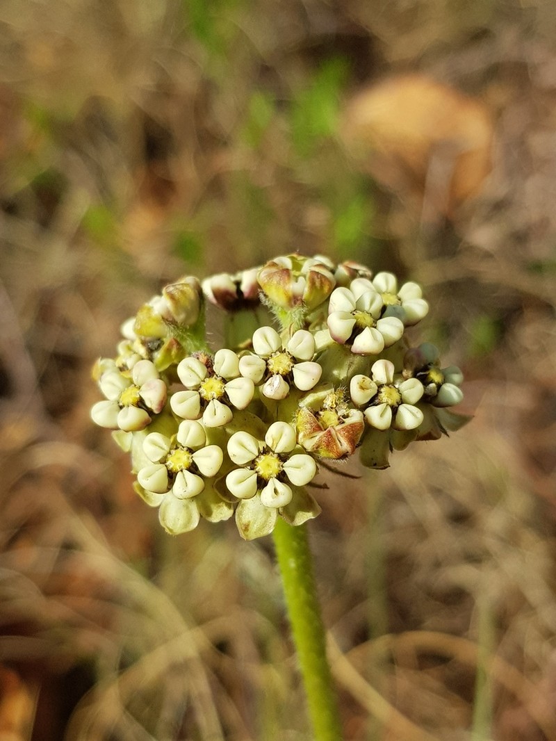 Asclepias fallax photo 3