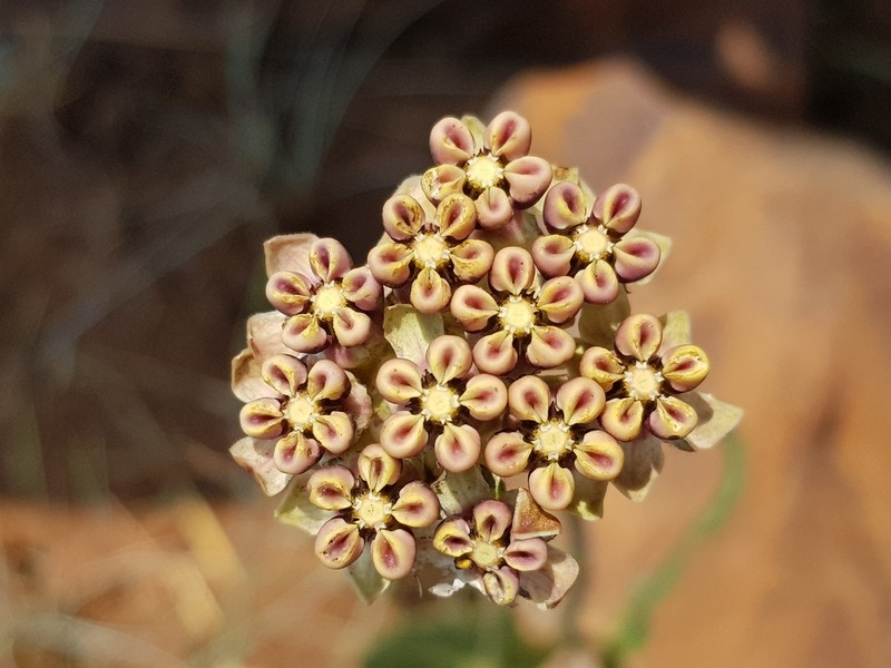 Asclepias fallax photo 4