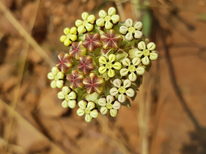 Asclepias fallax photo 5