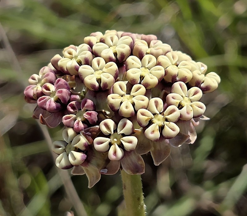 Asclepias fallax photo 6