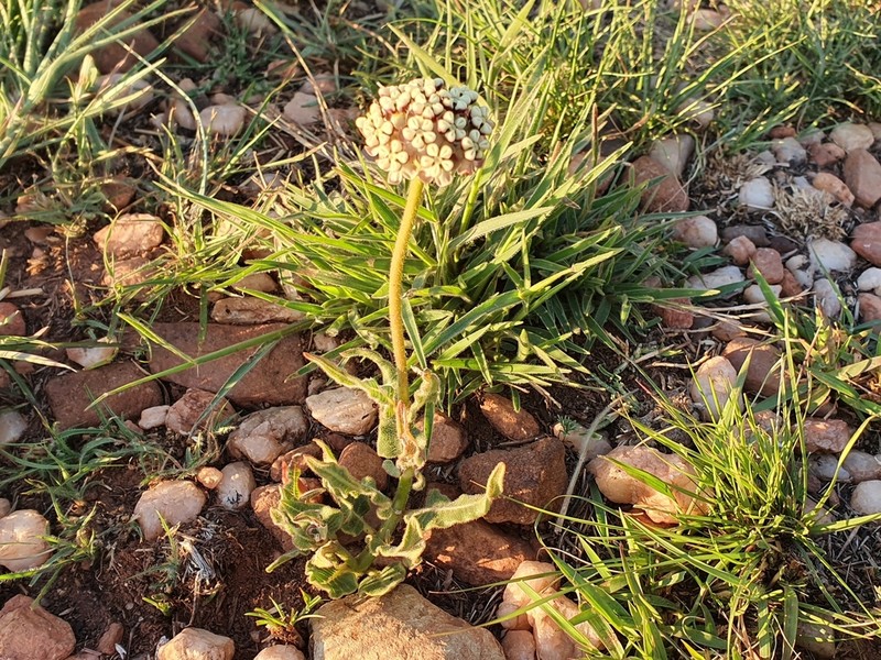 Asclepias fallax photo 7
