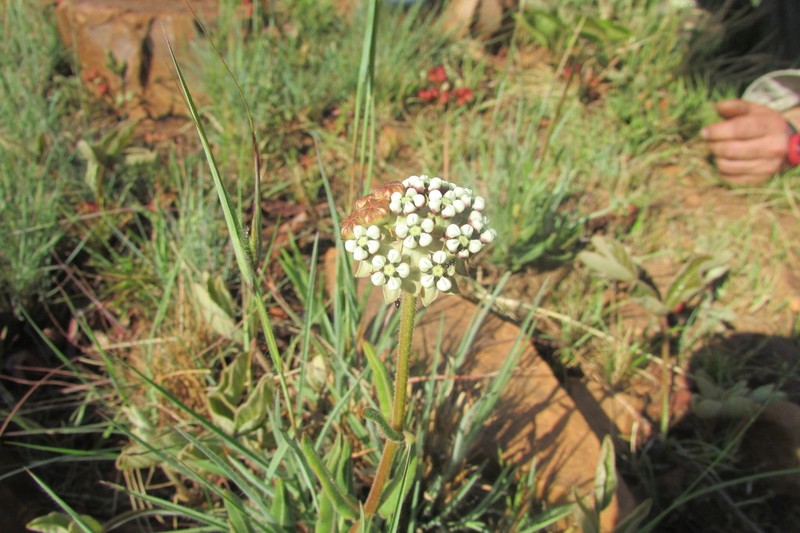 Asclepias fallax photo 8