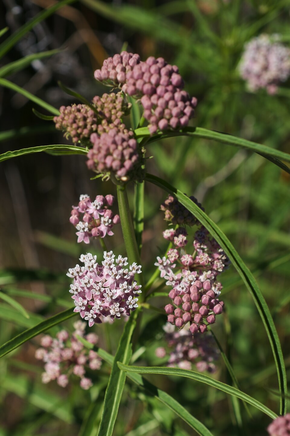 Mexican Whorled Milkweed
