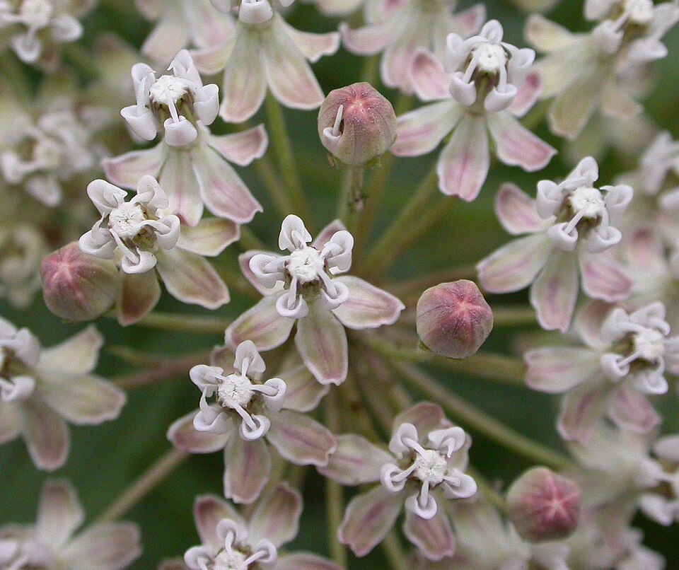 Mexican Whorled Milkweed photo 3
