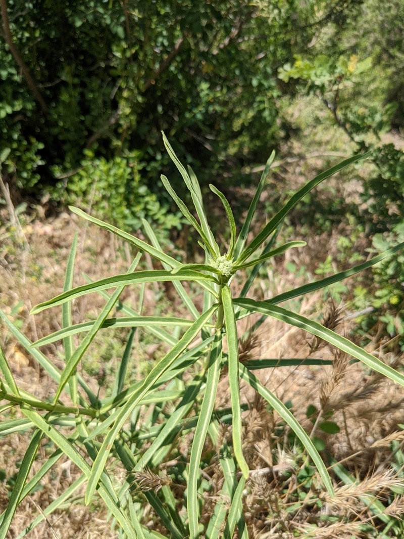 Mexican Whorled Milkweed photo 4