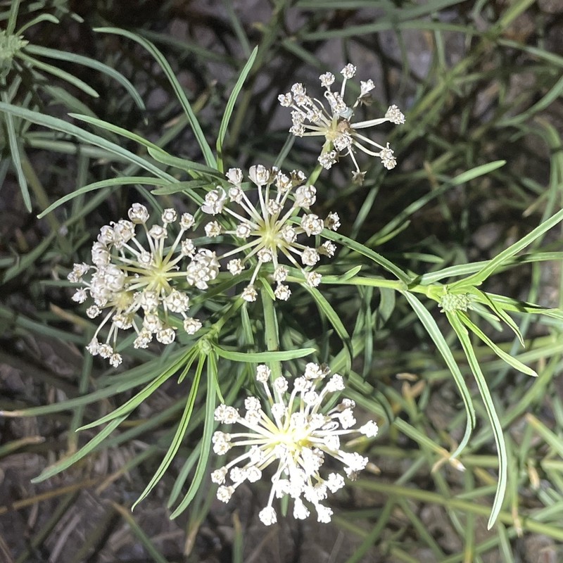 Mexican Whorled Milkweed photo 5
