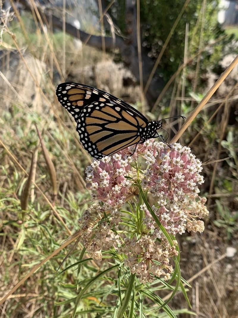 Mexican Whorled Milkweed photo 6