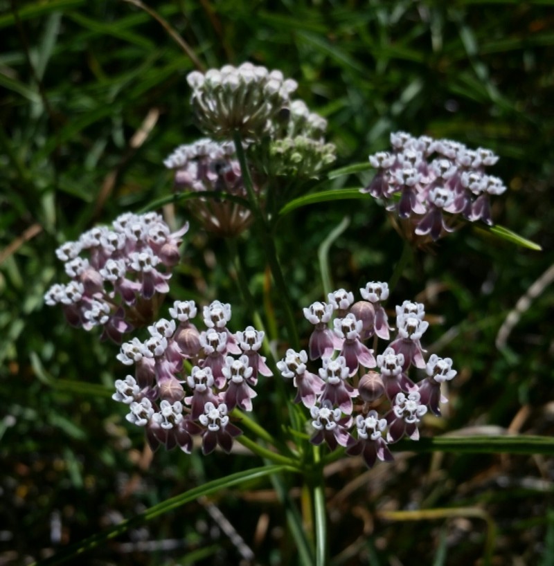Mexican Whorled Milkweed photo 7