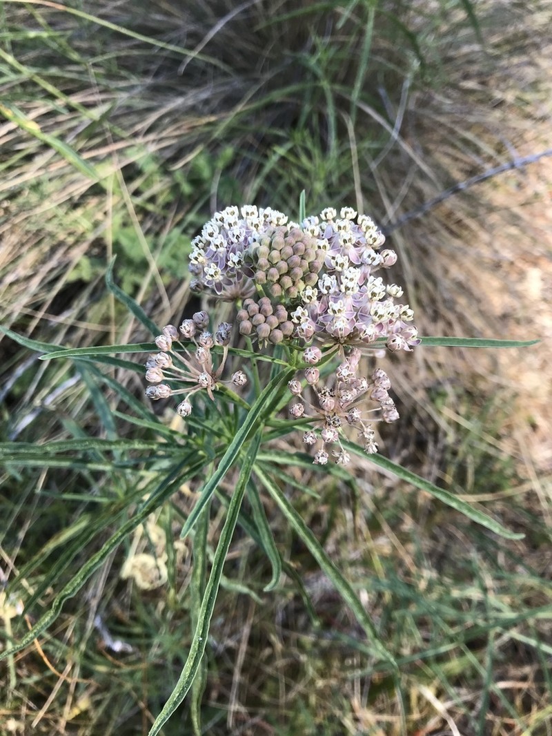 Mexican Whorled Milkweed photo 8